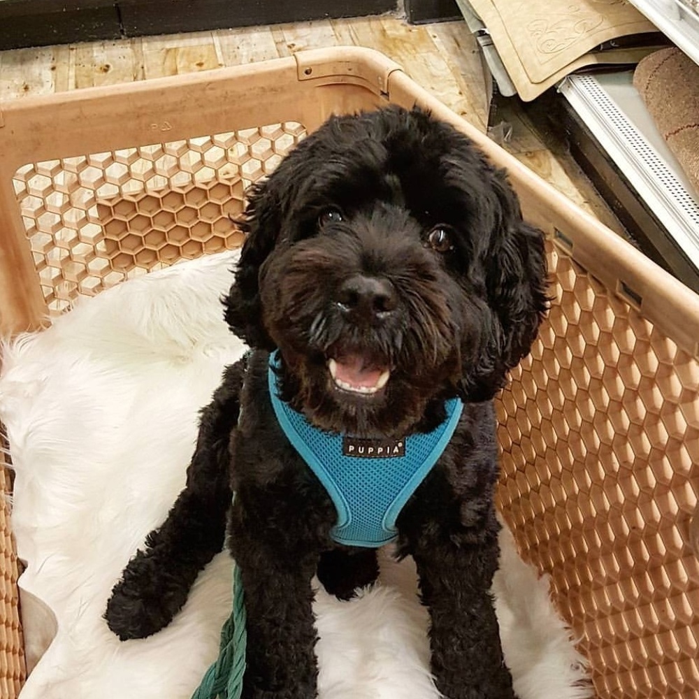 dog